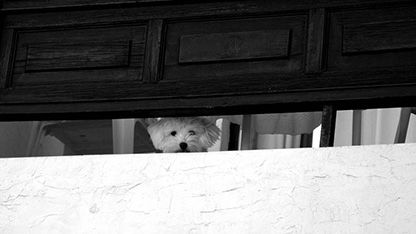Ecuadog