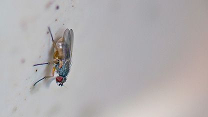 Mosqui