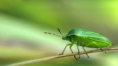 Verde sobre verde