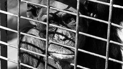 El blues del chimpancé