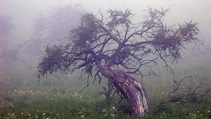 Ent