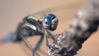 Libélula azul
