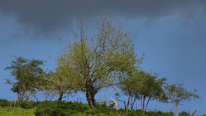 Almendro en lágrimas