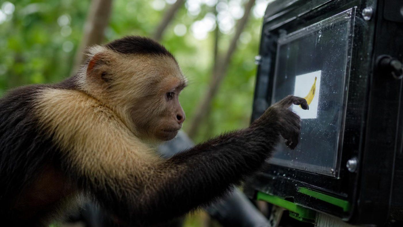 'CapuchinAI' lleva pruebas cognitivas al bosque de Costa Rica: 16 monos capuchinos tocan una pantalla por plátanos 'CapuchinAI' lleva pruebas cognitivas al bosque de Costa Rica: 16 monos capuchinos tocan una pantalla por plátanos