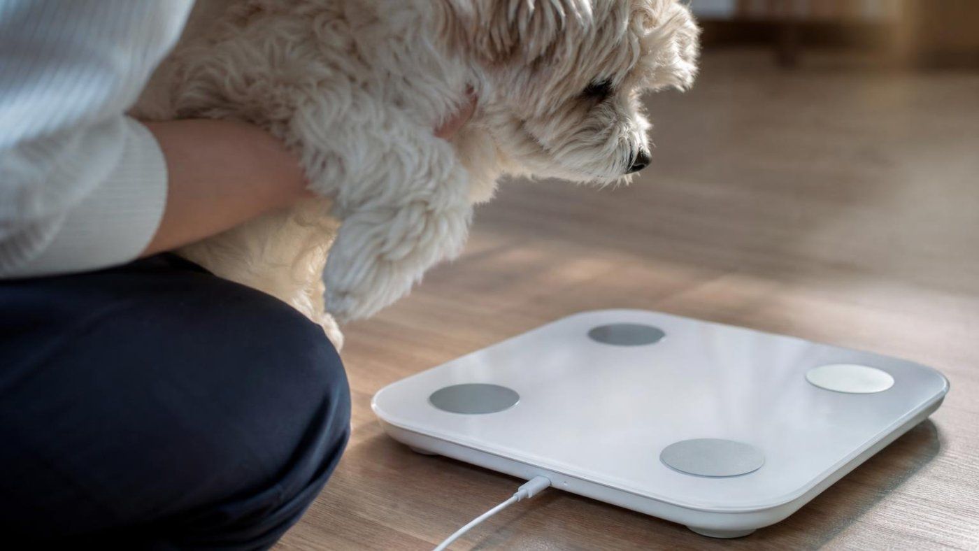 'Xiaomi Mijia Body Fat Scale 4 Pro' pesa a tu mascota y añade USB-C con hasta 150 días de autonomía