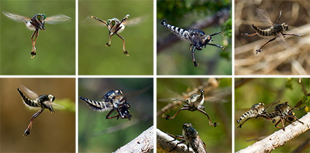 Danza-cortejo de Asilus cabroniformis
