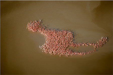 Flamencos en el Golfo de México