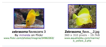 Flickr en Yahoo Search