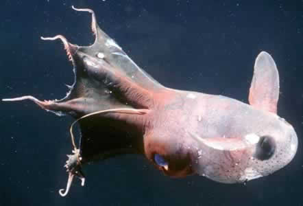 Calamar vampiro